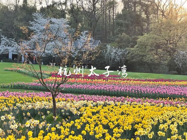 杭州太子灣公園( 櫻花和郁金香哪個更值得看)