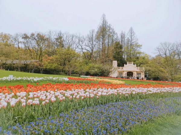杭州太子灣公園( 櫻花和郁金香哪個更值得看)