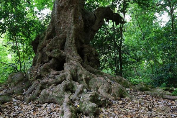 江門圭峰山風景區，聽說那里有好多古樹，你去過嗎？聽說那里還有好多珍稀植物，你去過嗎？