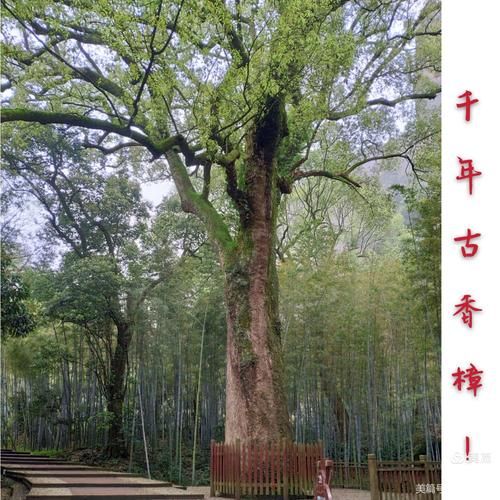 江門圭峰山風景區，聽說那里有好多古樹，你去過嗎？聽說那里還有好多珍稀植物，你去過嗎？