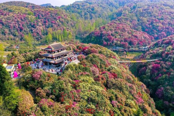 百里杜鵑風景名勝區(去過的人都說好)