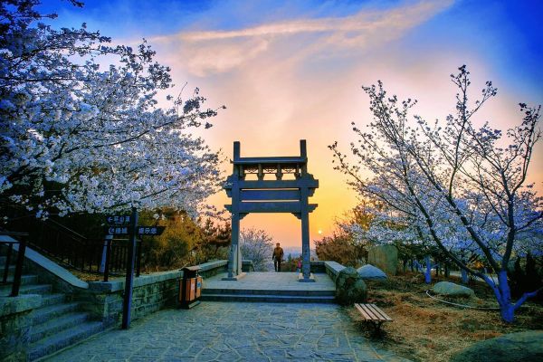 鄒平櫻花山風景區(適合帶孩子去嗎)