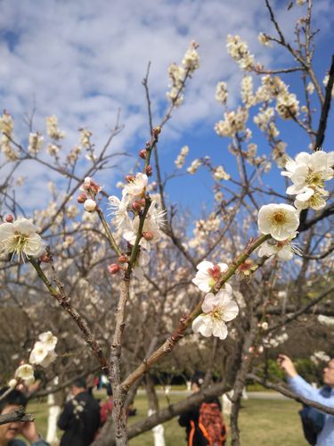香雪公園(現在是最佳觀賞期嗎)