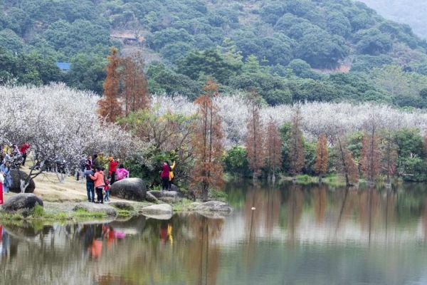香雪公園(現在是最佳觀賞期嗎)