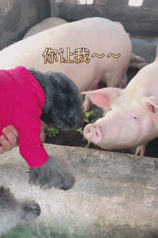 向往的生活豬(為何都對豬肉如此癡迷)