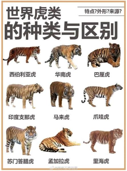 老虎的生活習性(它們最喜歡吃什么)