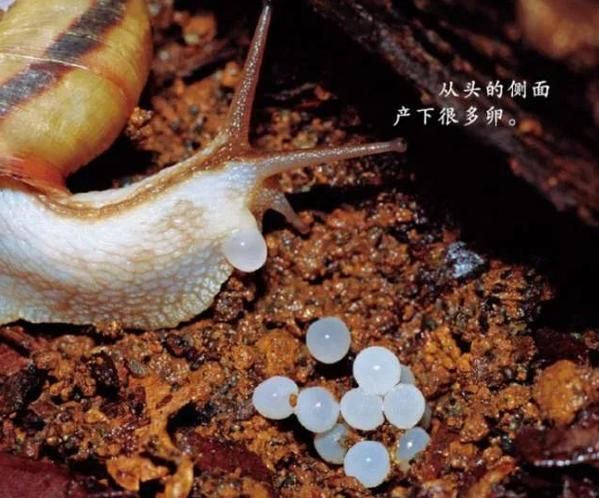 蝸牛的生活環境(它們是喜歡吃素還是吃肉呢)