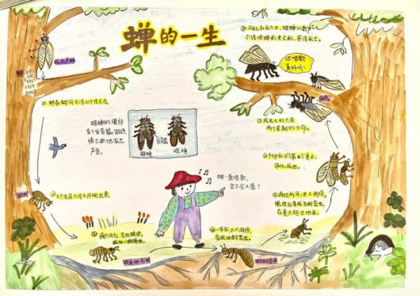 蟬的生活習性(  它們的一生都在干什么)
