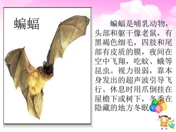 蝙蝠的生活習性(它們是怎么做到的)