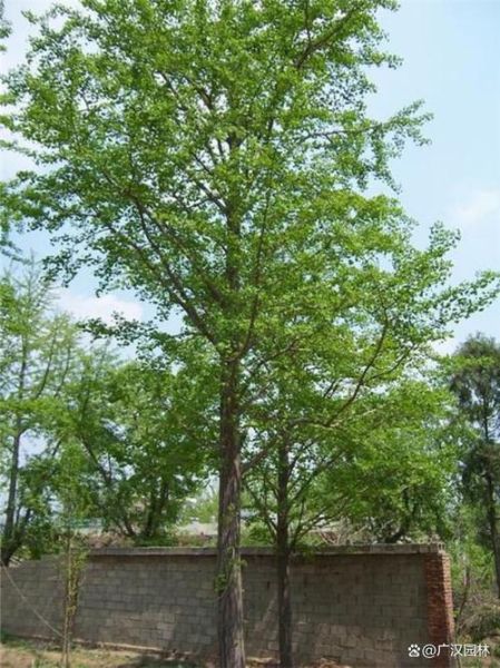 銀杏生活環(huán)境(它最適合生長在哪里)